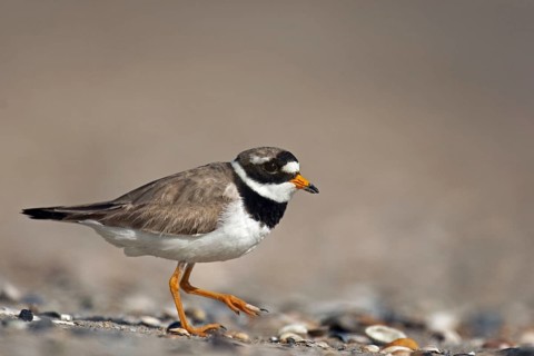 Common Ringed Plover