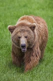 Aggressive Eurasian brown bear