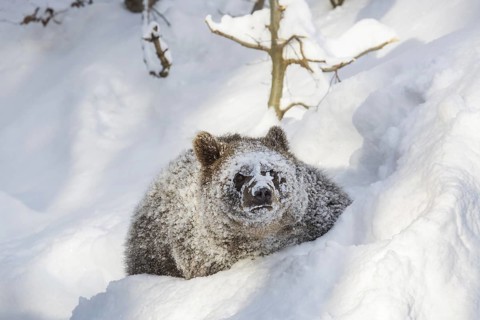 One year old brown bear