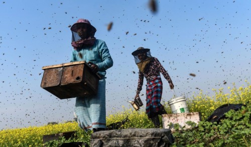 Bee keepers working in a bee farm near a mustards field in a village in Barpeta district of Assam in India on Wednesday 22 December 2021. The bee keeping business is one of the most profitable busines...