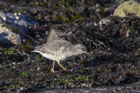 Red knot