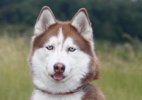 Siberian Husky