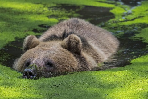 Brown bear