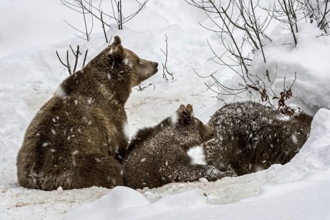 Female and two 1-year-old brown bear