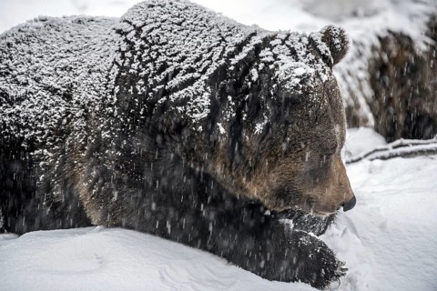Close up of brown bear
