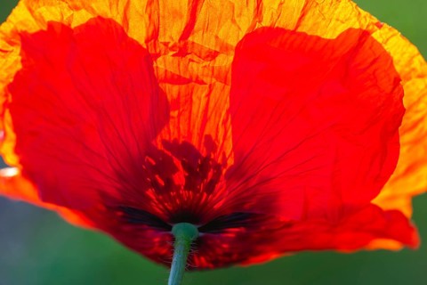 Gossip poppy