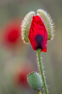 Gossip poppy