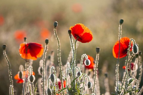 Gossip poppy