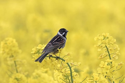 Common reed bunting