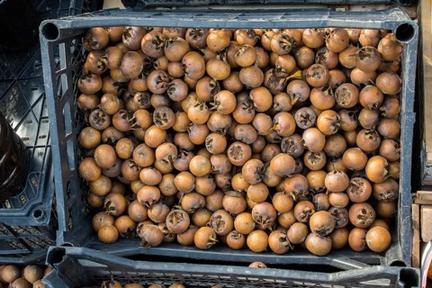 Freshly picked up ripe medlar