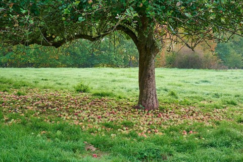 Apple tree