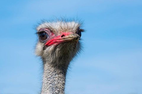 Portrait of an ostrich in an ostrich farm