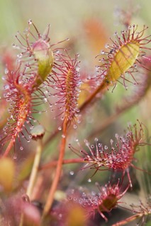 Oblong-leaved sundew