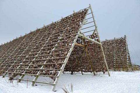 Drying racks for stockfish