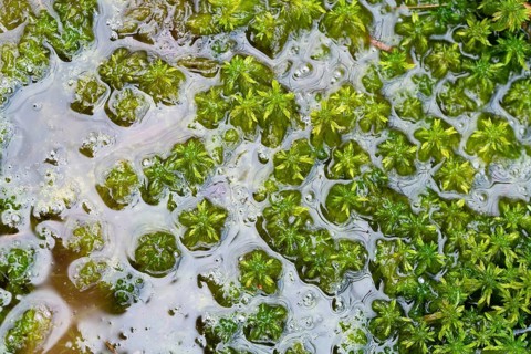 Peat moss