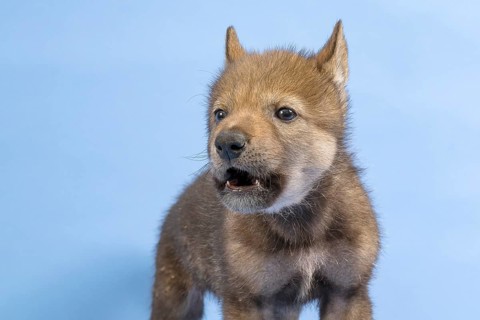 European gray wolf