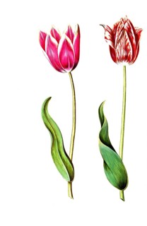 Garden tulip