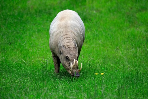 North sulawesi babirusa