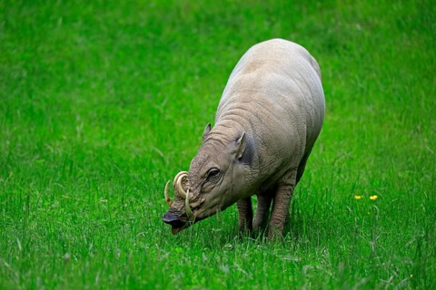 North sulawesi babirusa