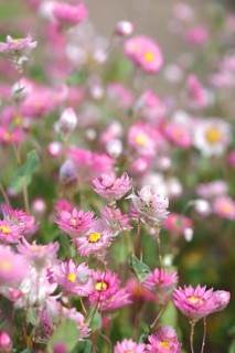 Rose Immortelle
