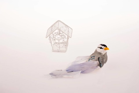 Bird near a red birdcage