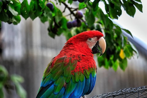 Red-and-green macaw
