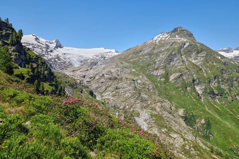 Grossvenediger with alpine roses