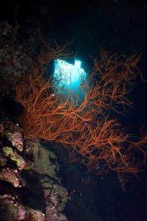 Black wire coral