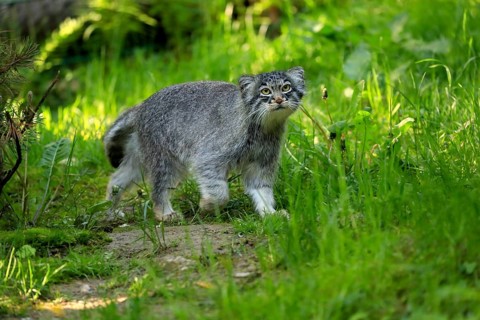 Manul