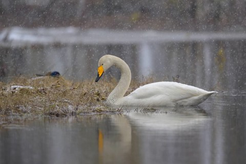 Whooper Swan