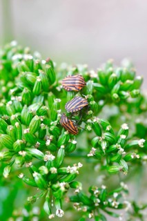 Scottish motherwort with striped bug
