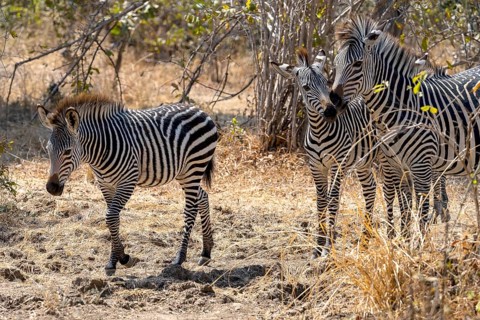 Plains Zebra of the subspecies crawshay's zebra
