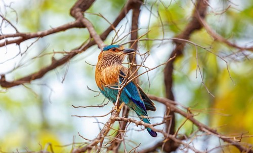Indian Roller bird on a tree. Bandhavgarh national park