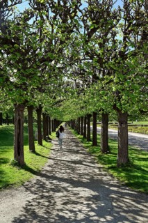 Pruned trees in Bruehl Palace Park