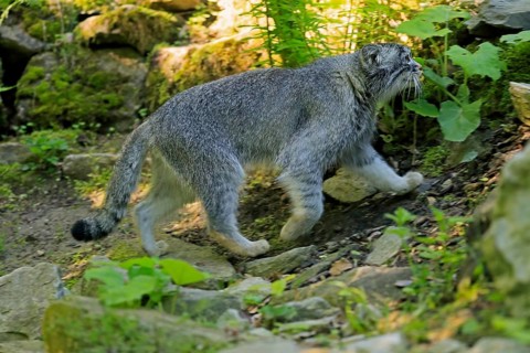 Manul