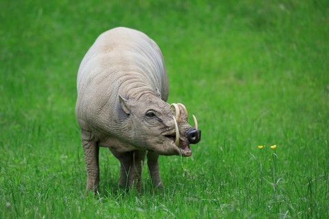 North sulawesi babirusa
