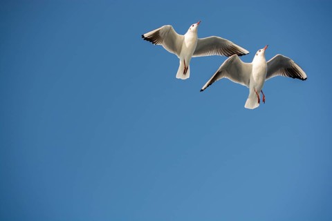 Pair of seagulls flying in the sky background