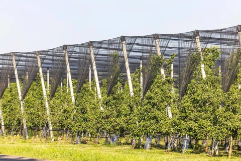 The Heilbronner Land is an important growing area for apple and other fruit varieties