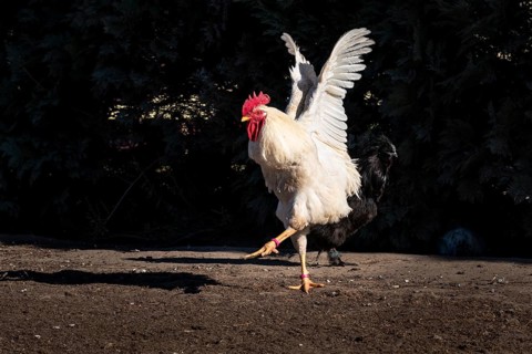 Ballet dancer. A white free range rooster with a short tail feathers in his enclosure