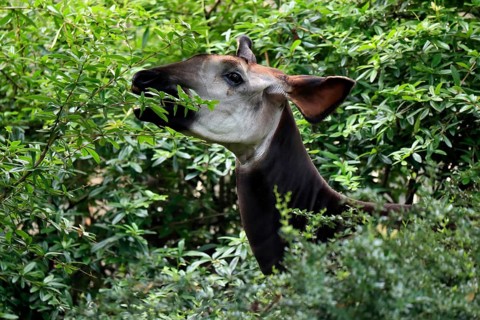 Okapi
