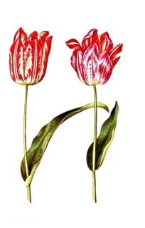 Garden tulip