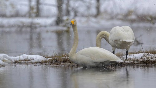 Whooper Swan