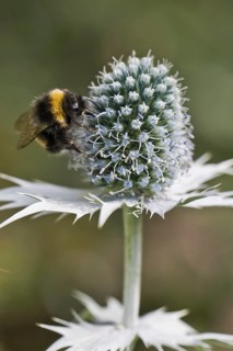 Large earth bumblebee