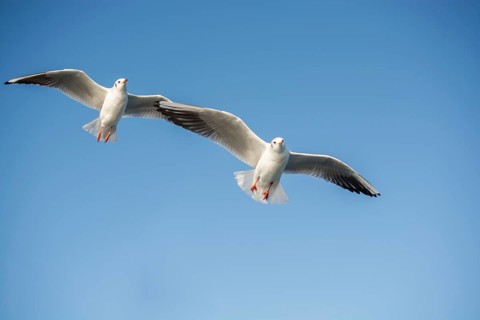 Pair of seagulls flying in the sky background