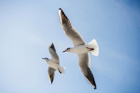 Pair of seagulls are flying in sky over the sea waters