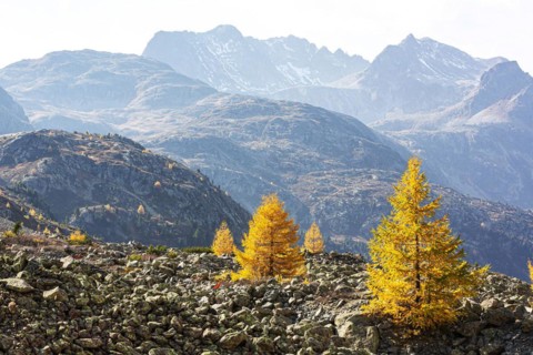 Landscape in autumn with larches on the Albula Pass