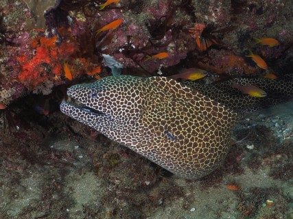 Laced moray