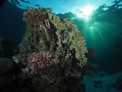 Mesh fire coral