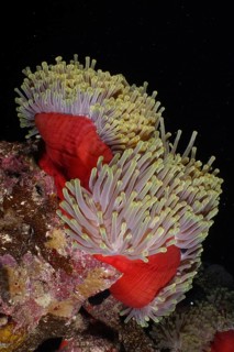 Red splendour anemone