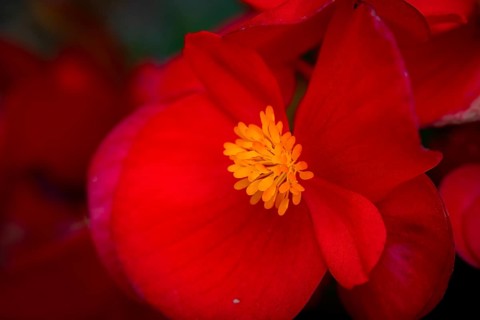 Ice begonia
